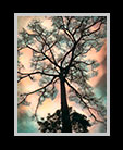 a majestic tree thumbnail